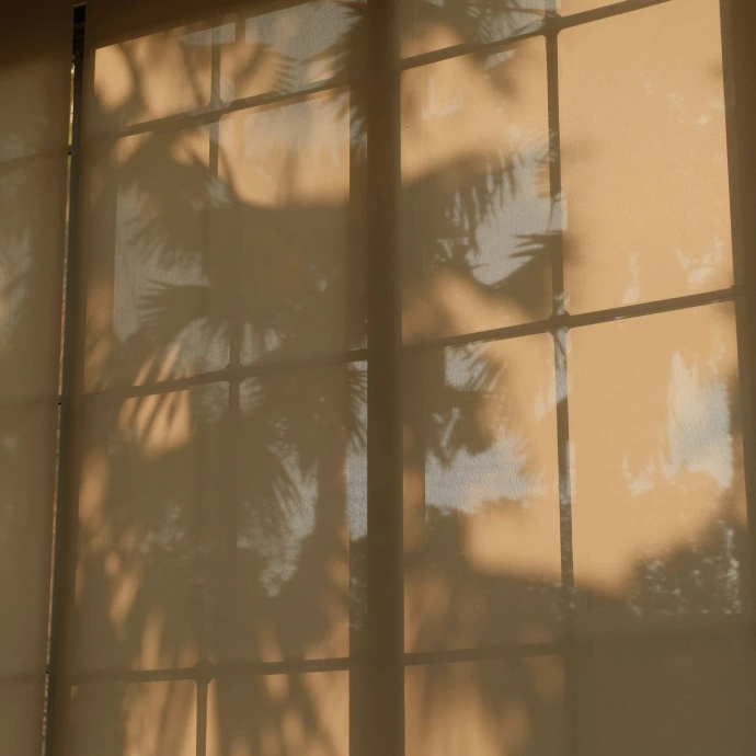 Palm tree shadows cast on a window blind